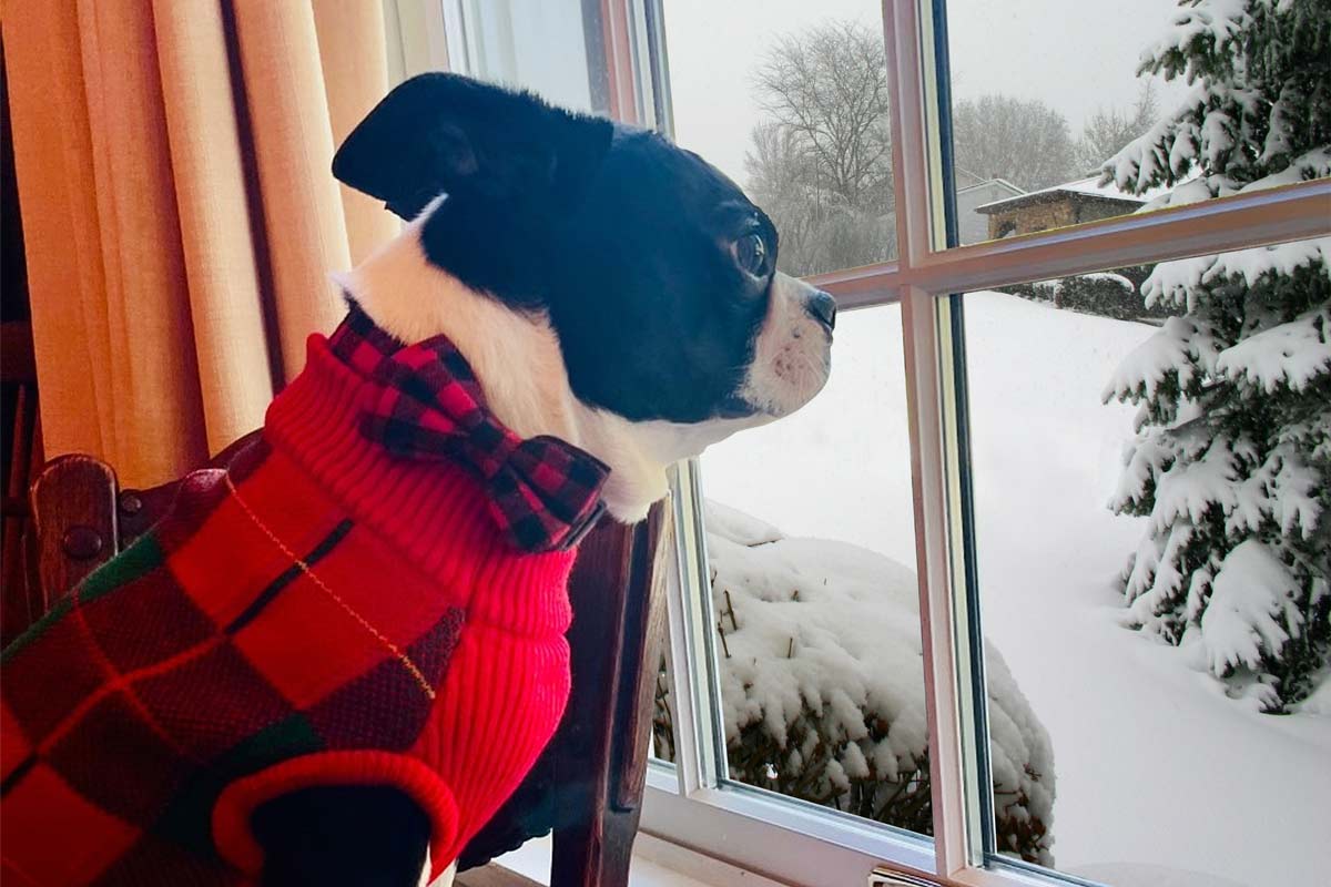 dog in christmas sweater looking out window 
